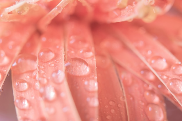 写真 ピンクの花びらに水滴の背景