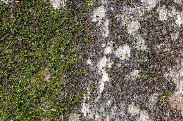 Background old moss covered concrete slab