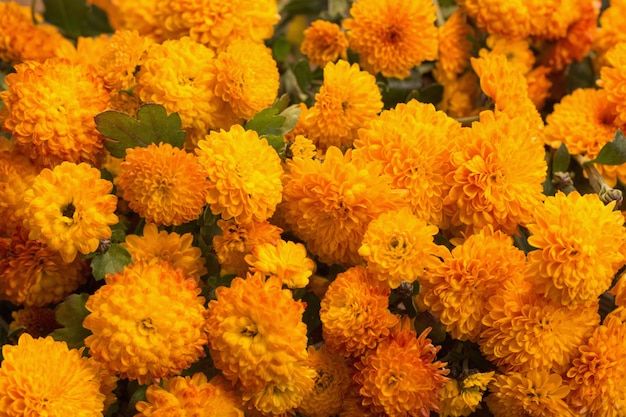 Background of orange chrysanthemums close up
