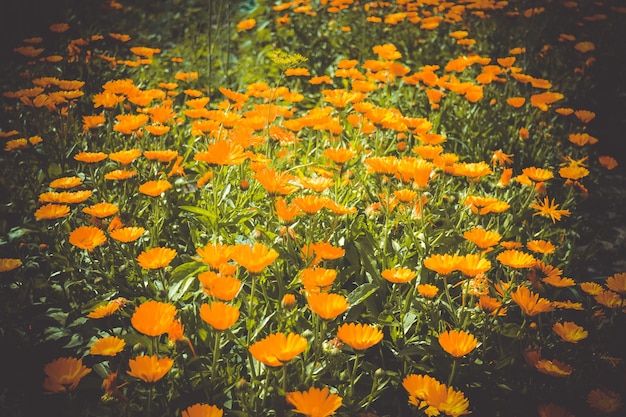 Background of orange flowers with green leaves, filter