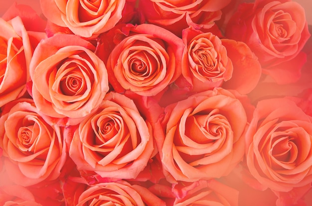 Background of orange and peach roses. - Image