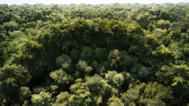 Background overhead tree border top view