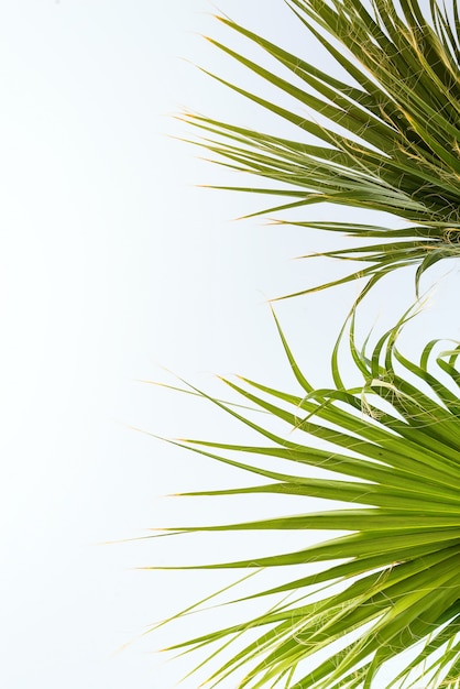 Background of palm leaves with sunlight 