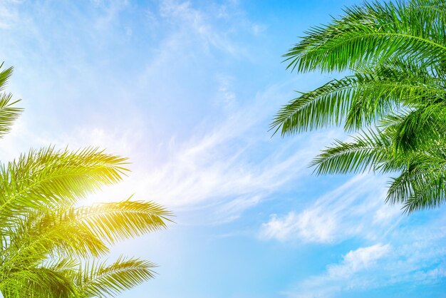 Background of the palm trees and sun in the blue cloudy sky, bottom view