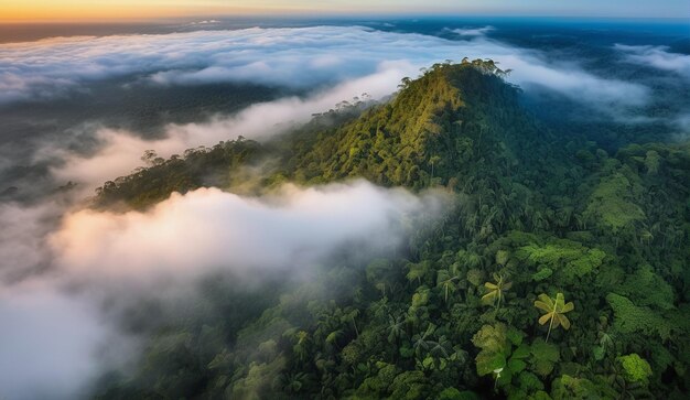 Photo background of a panoramic view of the misty amazon jungle