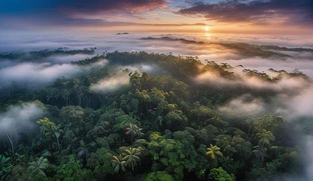 Photo background of a panoramic view of the misty amazon jungle