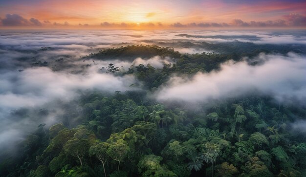 Photo background of a panoramic view of the misty amazon jungle