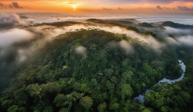 Photo background of a panoramic view of the misty amazon jungle