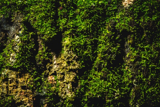 Background pattern on bark