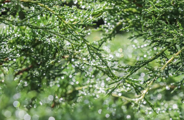 Background pattern of green branches of coniferous juniper with rain drops Bokeh light reflection