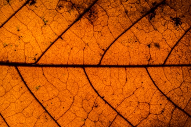 Background pattern of leaf