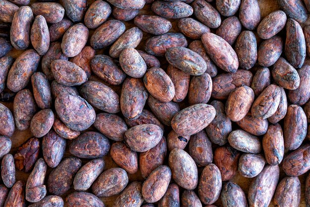 사진 초콜릿을 만드는 향기로운 유기농 카카오의 긴 카카오 콩의 배경 패턴