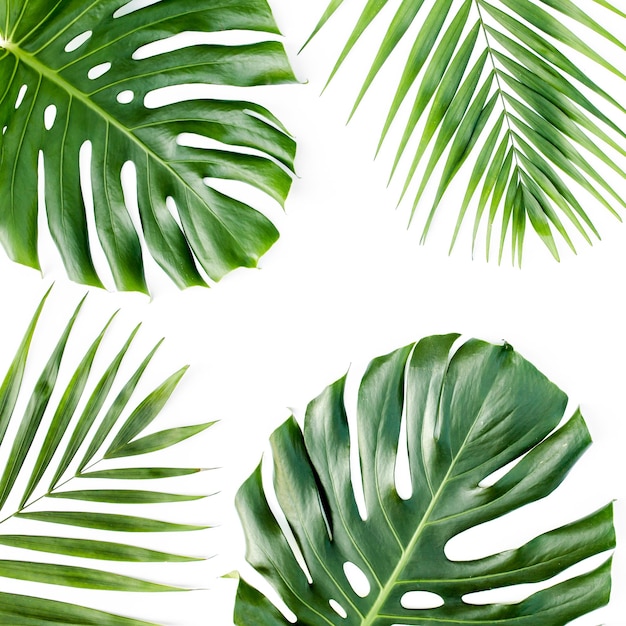 Background pattern with exotic tropical palm leaves monstera on white background flat lay top view