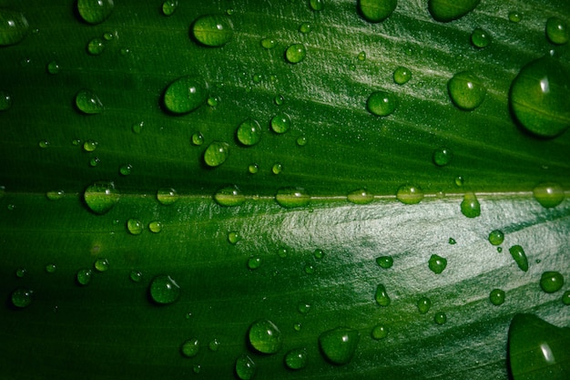 背景模様の葉