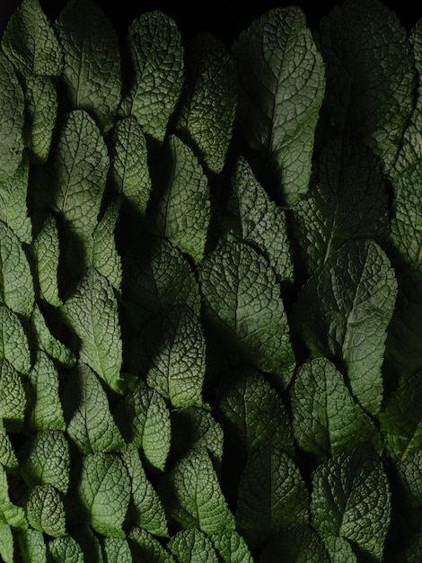 Background of peppermint leaves