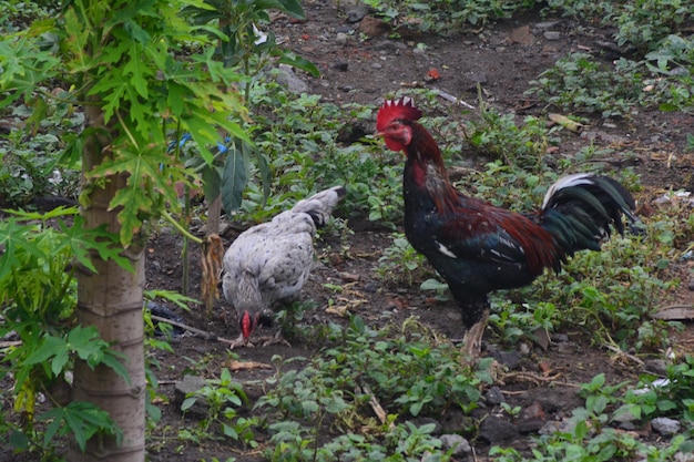 Photo background photo of a rooster and hen looking for food together in the grass