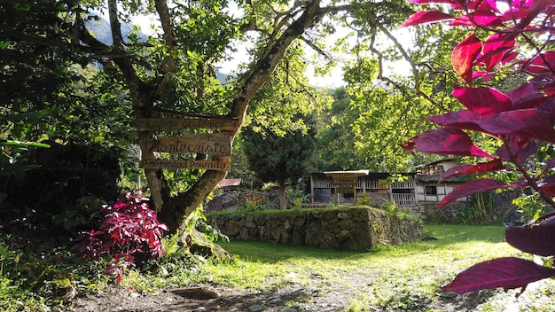 Background photographs of the Peruvian jungle with lots of vegetation