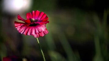 Background picture with poppy.poppy originality.decorative flower,odorless.