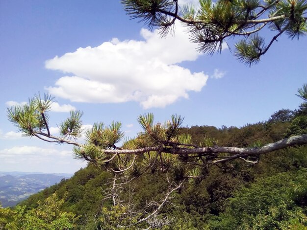 Background of pine branches in summer