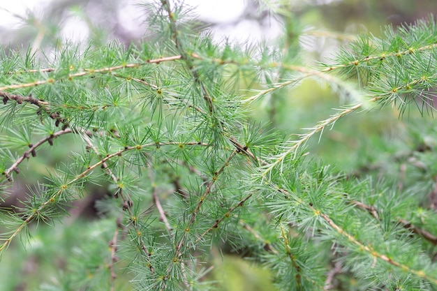 Background of pine branches with needles, close-up