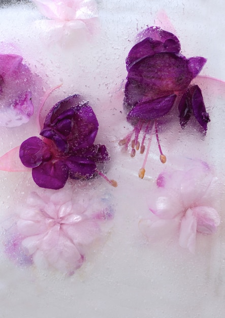 Background of pink  balsamine and purple fuchsia flower frozen in ice