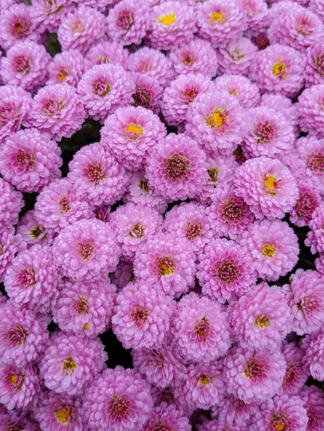 Background of pink chrysanthemums