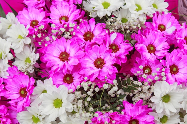 Foto sfondo di fiori di margherita rosa un segno di primavera