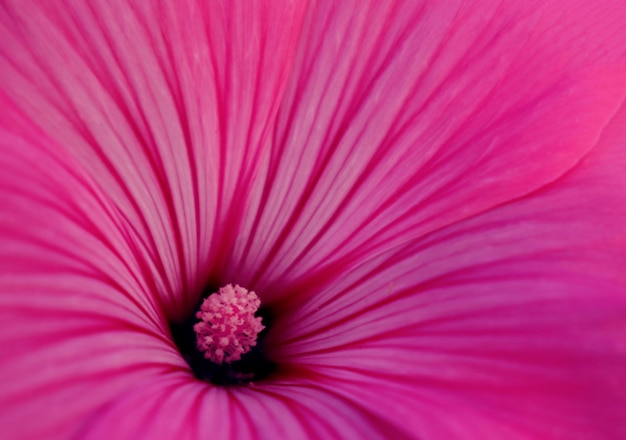 Background of pink flower petals with veins extending from the center closeup