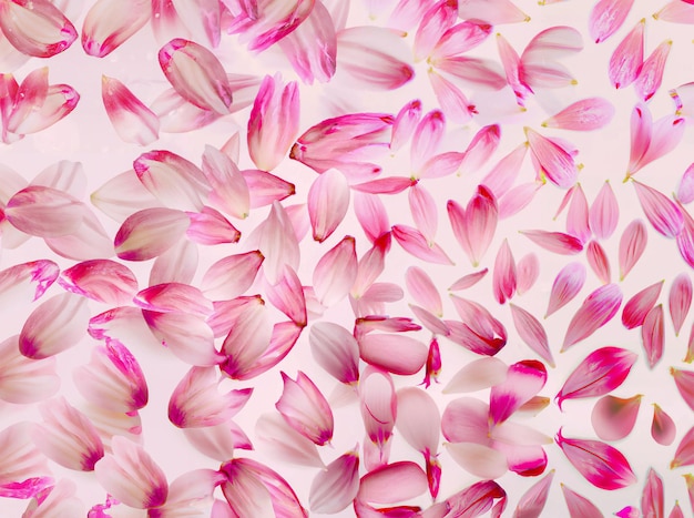 Background of pink flower petals