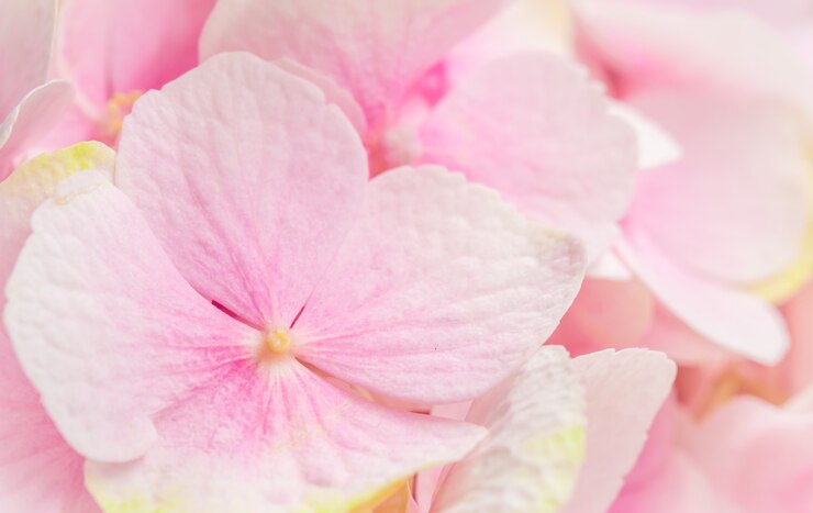 Photo 花のピンクの花アジサイまたはオルテンシアの背景