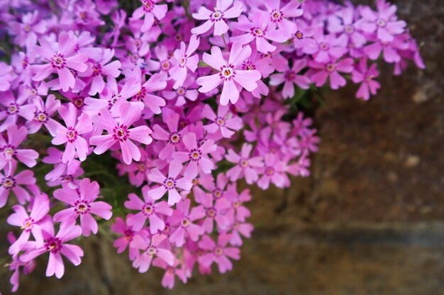 Photo background of pink flowers phlox in spring