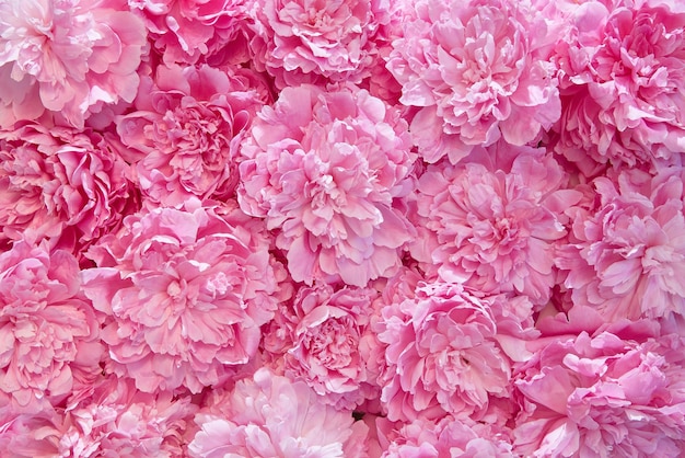 Background of pink peony flowers. Copy space.