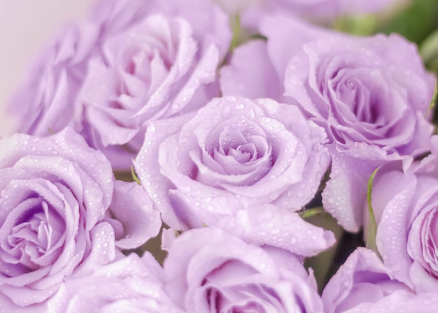 Фон из розовых и фиолетовых цветов розы