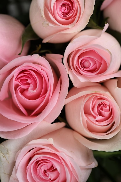 Photo background of pink roses buds