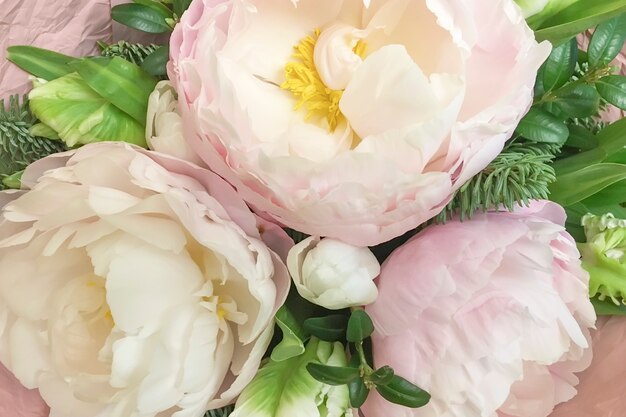 Background of pink and white peonies.