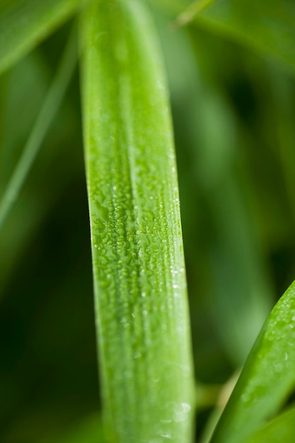 Background of plants