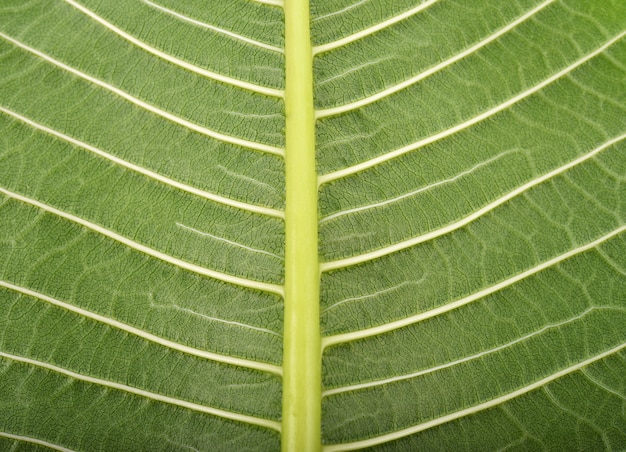 背景プルメリアの葉