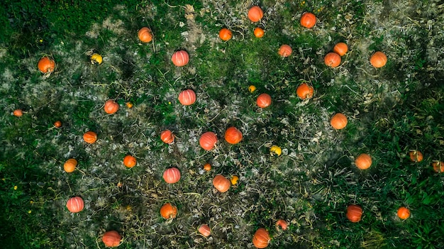 Background of pumpkins on the ground top view aerial photography from a drone