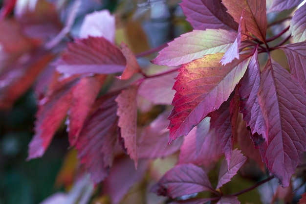 紫色の紅葉の背景 葉の質感 自然の美しさ