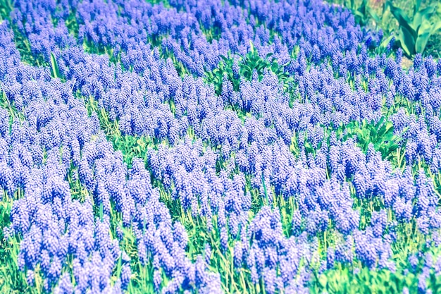 Background purple flowers grow diagonal line filter, tinted