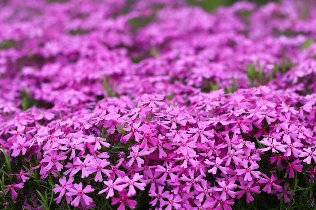 春の紫色の花フロックスの背景