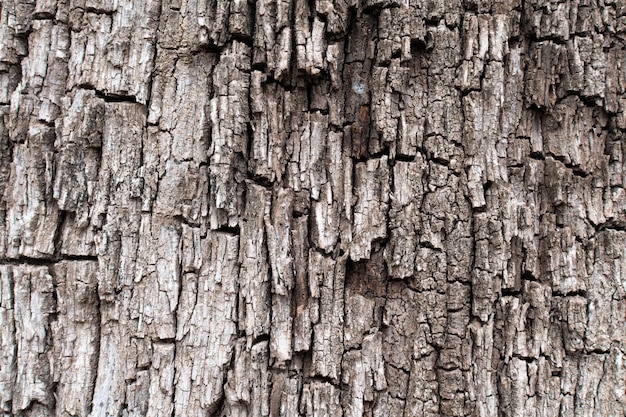 Background of quite cracked tree bark