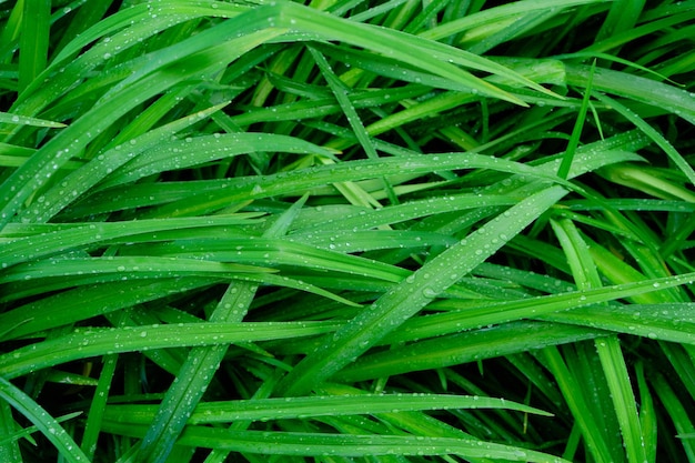 緑の花の背景の雨滴は、雨の後の濡れた葉を茎します