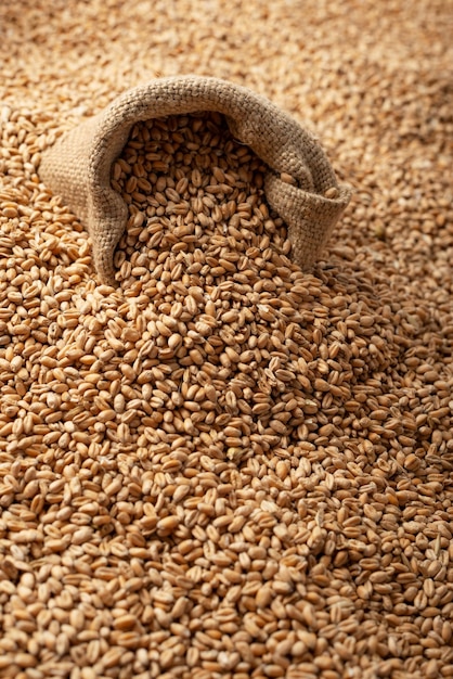 Background of raw wheat grains with burlap sack on it