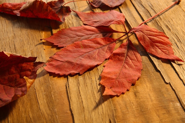 木製のテーブルのクローズ アップに赤い紅葉の背景