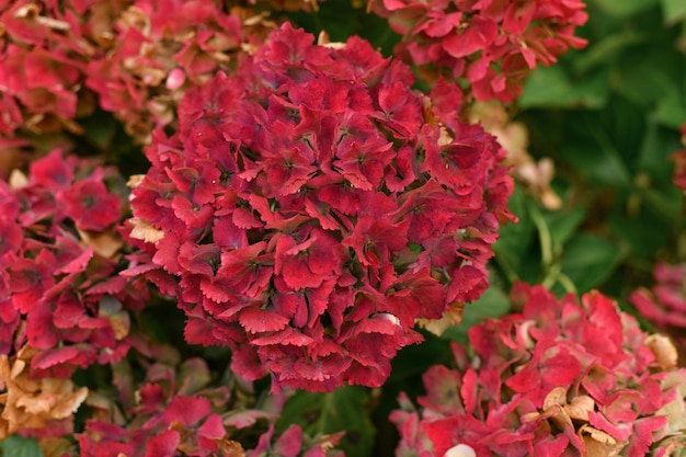 붉은 수국 꽃의 배경 Hortensia 꽃