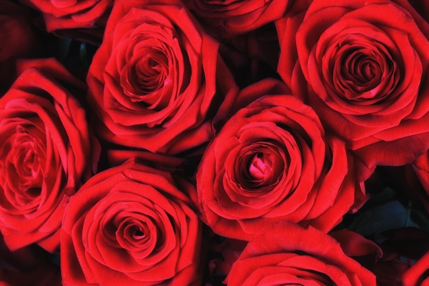 Background of red roses