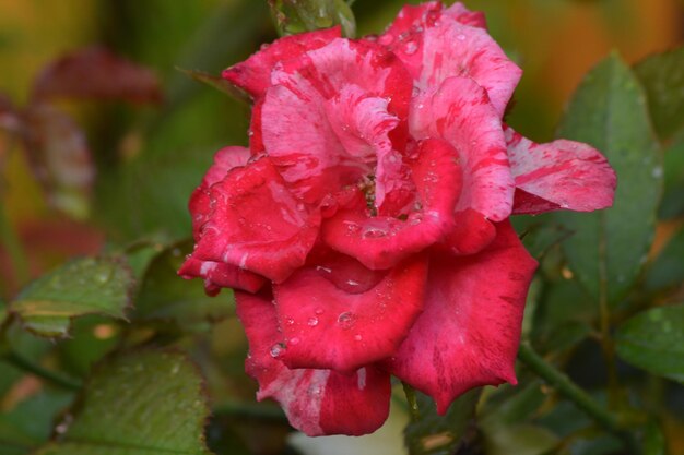 background of red and white roses covered in rainwater