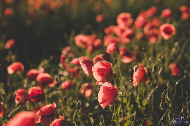 Background Red wild poppies in the field