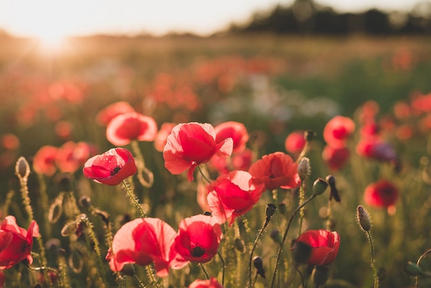 Background Red wild poppies in the field